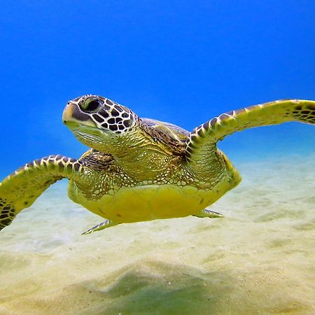 Diamond Head Views Retreat With Free Parking & Near Waikiki Beach! 檀香山 外观 照片